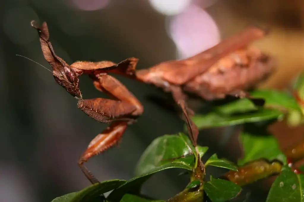 Ghost mantis perched on a branch – showcasing natural camouflage and care habitat