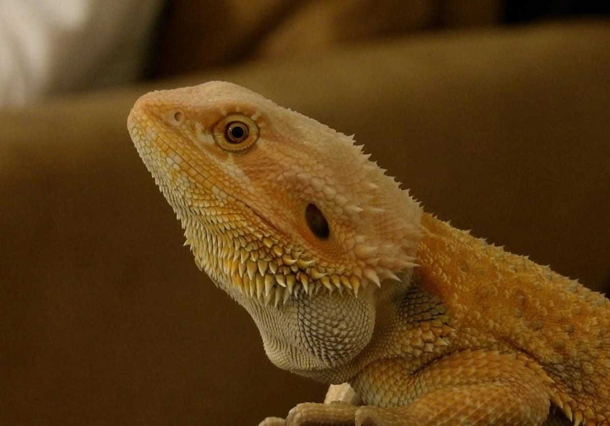 bearded dragon care