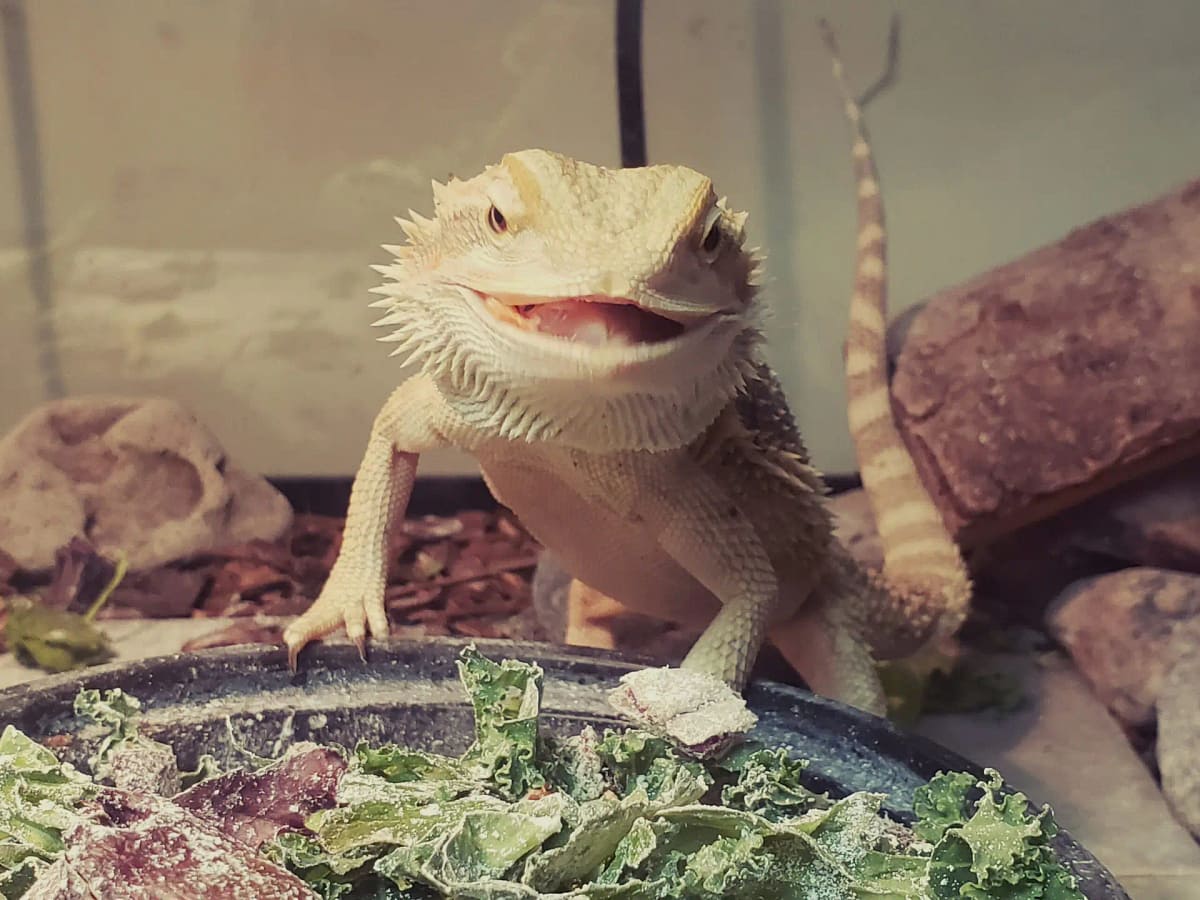 Bearded Dragon water