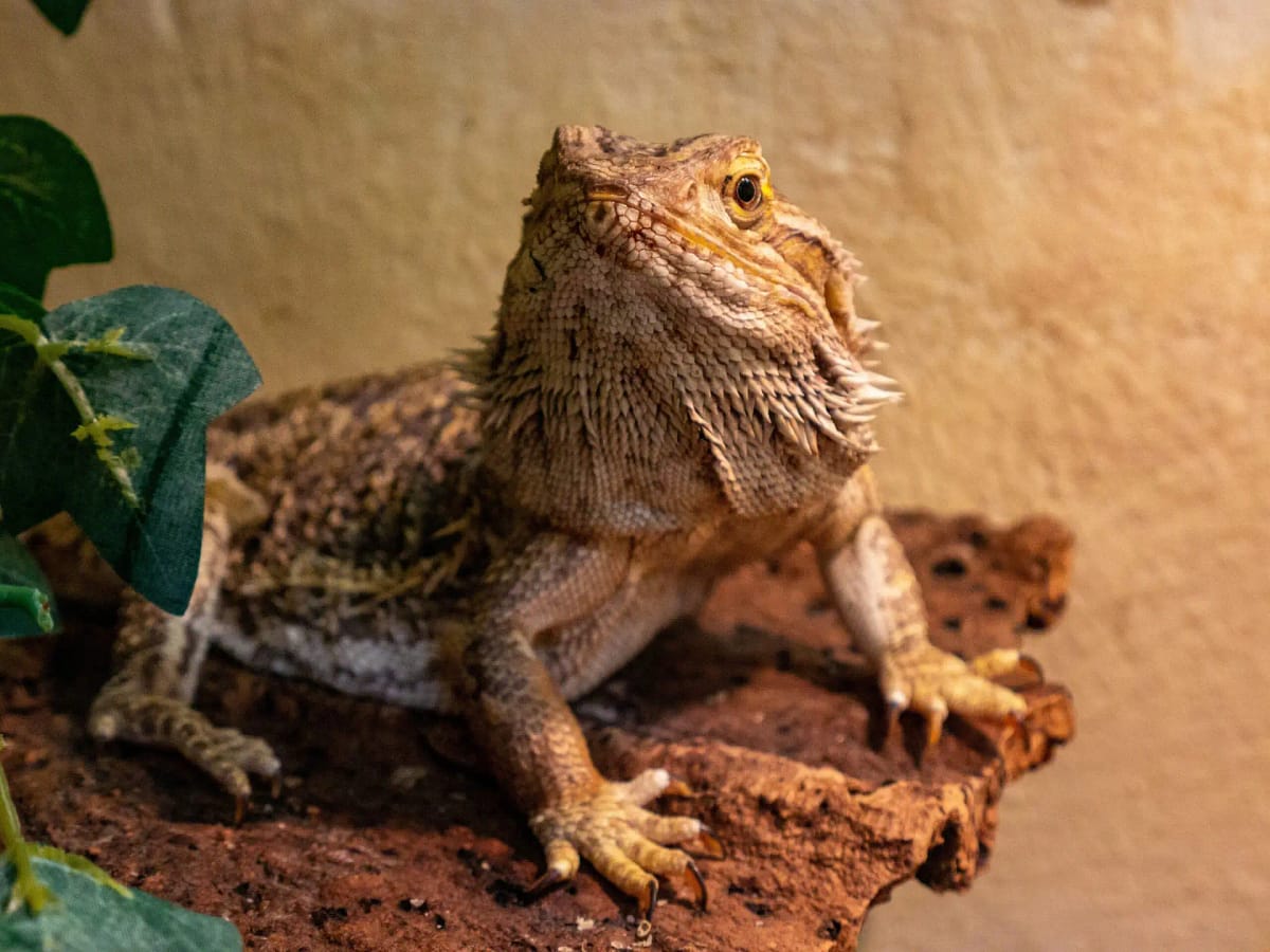 bearded dragon in the enclosure