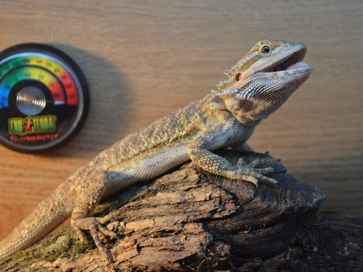 Bearded dragon habitat temperature testing with thermometer
