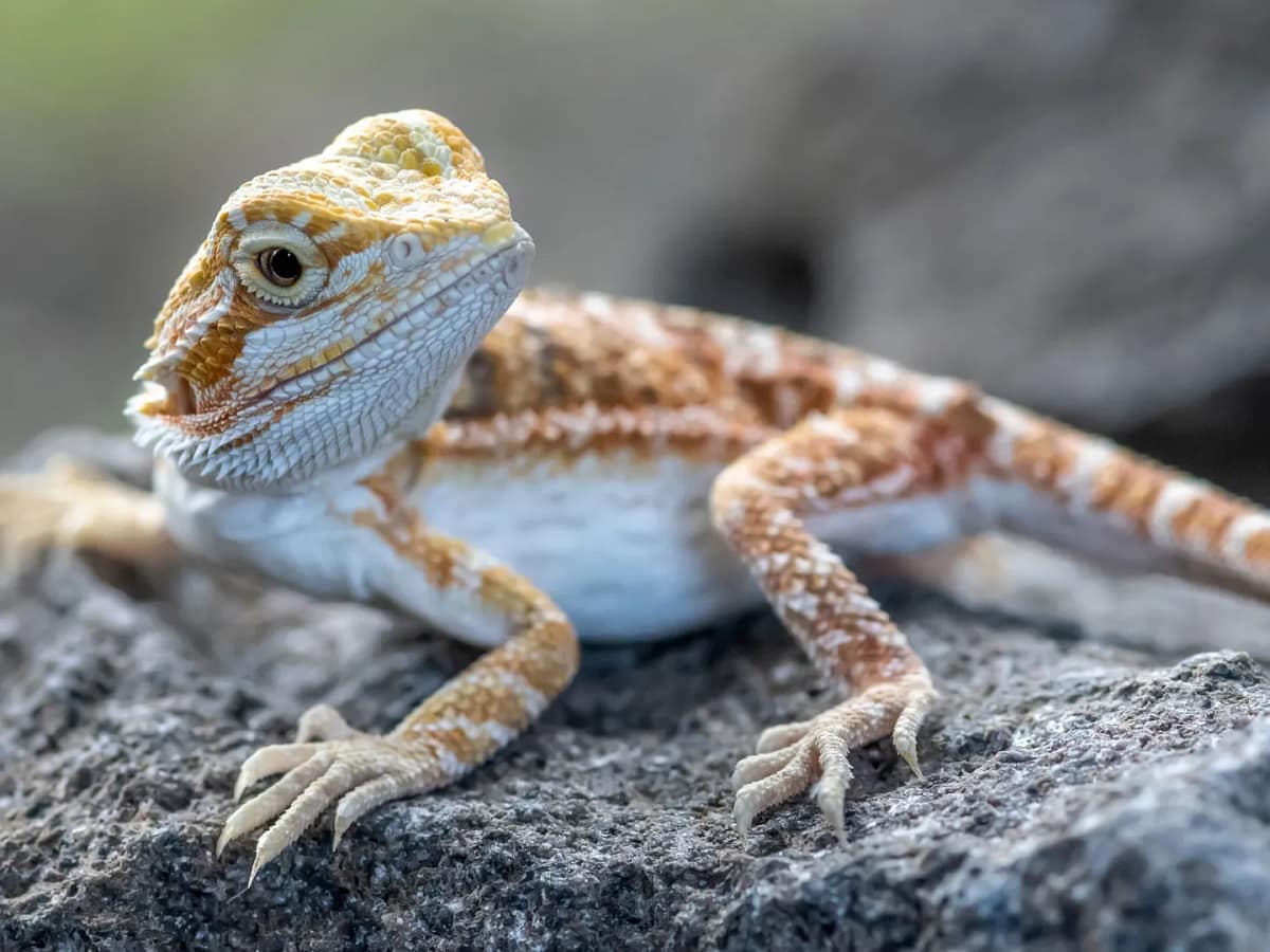1 month old bearded dragon resting on a branch