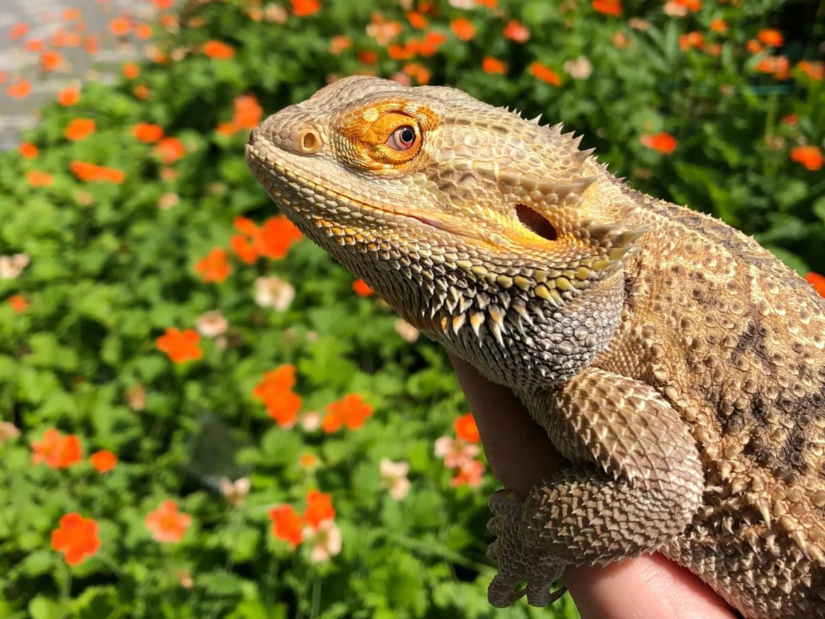 happy bearded dragon in a garden