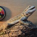 Bearded dragon habitat temperature testing with thermometer