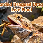 bearded dragon live food