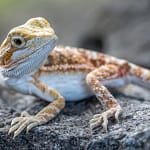 1 month old bearded dragon resting on a branch