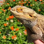 happy bearded dragon in a garden