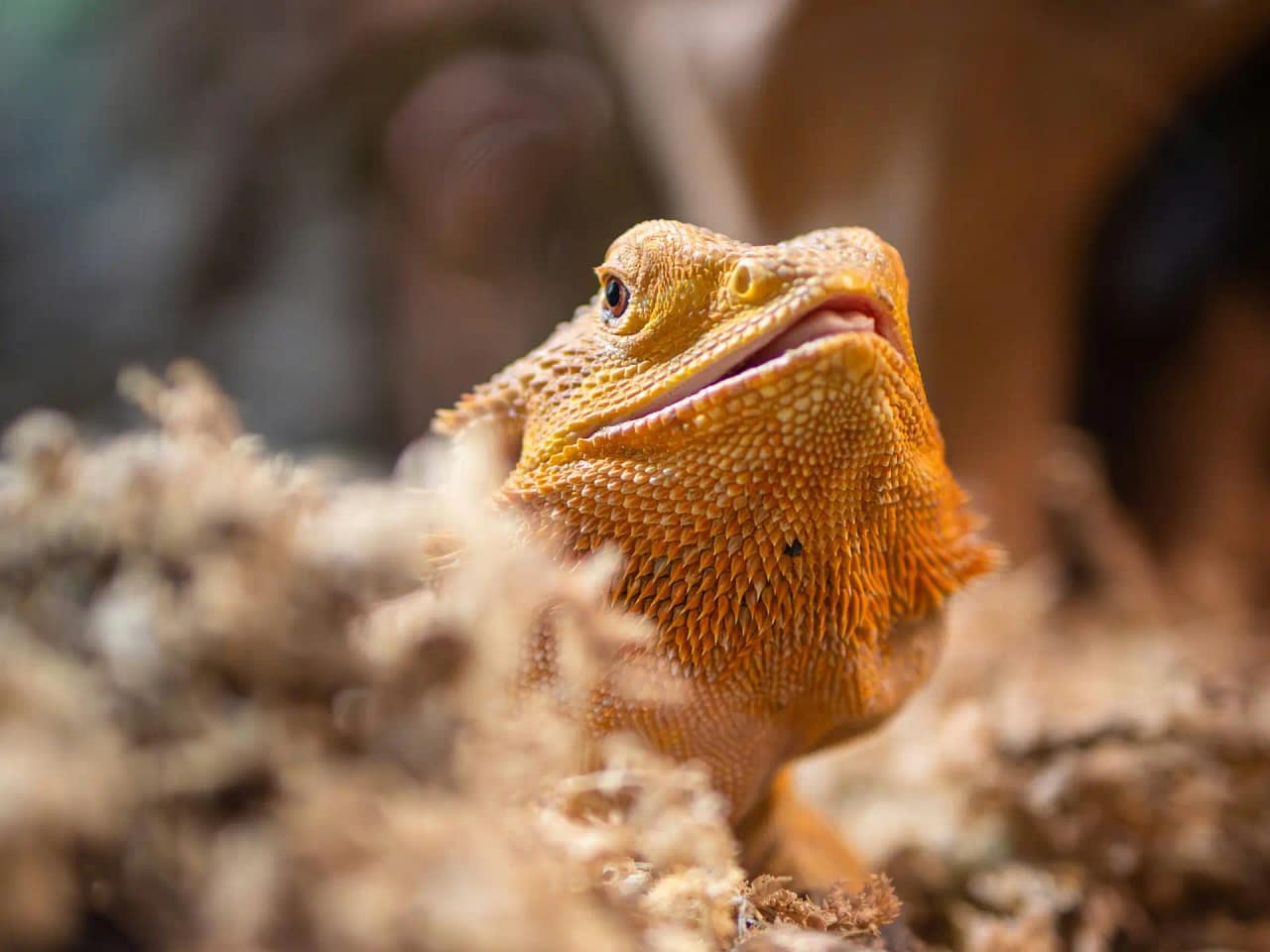 8 month bearded dragon